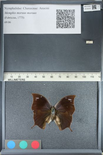 Media type: image;   Entomology 164797